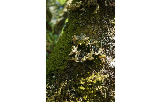 BIOBLITZ – à descoberta da biodiversidade