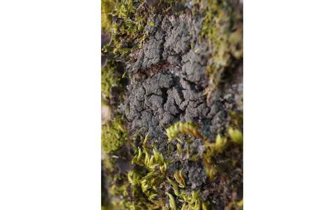 BIOBLITZ – à descoberta da biodiversidade